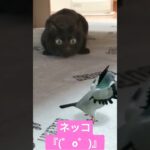 驚くもふもふ黒猫ッコw