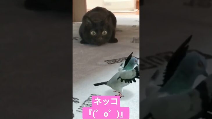 驚くもふもふ黒猫ッコw