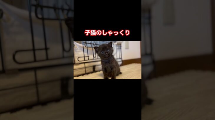 子猫のしゃっくり #保護 #保護猫 #迷い猫 #保護猫のいる暮らし #成長日記 #保護猫成長日記 #子猫 #生後1ヶ月 #黒猫 #拾い猫 #バズれ #可愛い #かわいい #猫 #ねこ #猫のいる暮らし