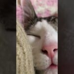 爆睡してる保護猫2号の顔が面白い🤣最後まで見てください！　#猫好き #保護猫 #猫動画 #猫好きさんと繋がりたい #猫のいる暮らし #猫 #癒し系猫 #ほんわか #爆睡中の猫#幸せ #何の夢