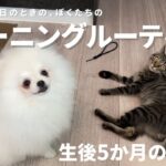 【休日モーニングルーティン】ポメラニアンと保護猫のハプニング多めの朝【生後5か月】