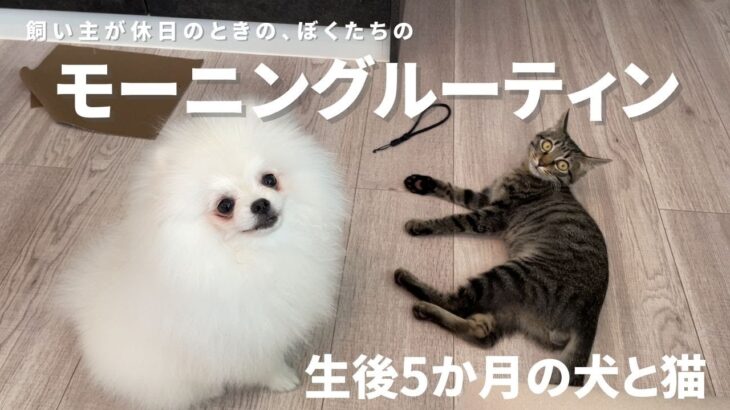 【休日モーニングルーティン】ポメラニアンと保護猫のハプニング多めの朝【生後5か月】