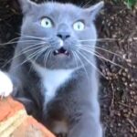 「絶対笑う」最高におもしろ 猫のハプニング, 失敗動画集・かわいい猫 #8