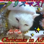 我が家の愛おし過ぎる猫❕『太陽』からメリークリスマス🎅🎄 【会津若松】Merry Christmas in Advance from  my cat『Taiyou』Japan ! 【会津若松市】