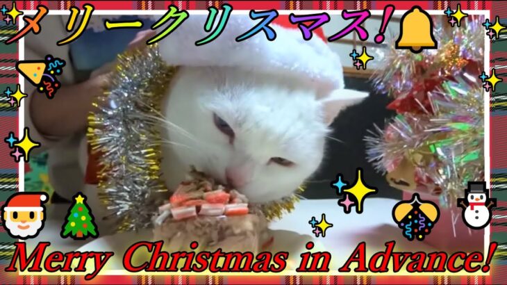我が家の愛おし過ぎる猫❕『太陽』からメリークリスマス🎅🎄 【会津若松】Merry Christmas in Advance from  my cat『Taiyou』Japan ! 【会津若松市】