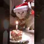 我が家の可愛すぎる猫❕『太陽』からメリークリスマス🎅🎄 会津若松 Merry Christmas in Advance my cat『Taiyou』🔔 MariahCarey Christmas❕