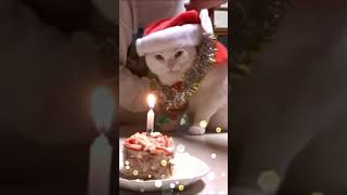 我が家の可愛すぎる猫❕『太陽』からメリークリスマス🎅🎄 会津若松 Merry Christmas in Advance my cat『Taiyou』🔔 MariahCarey Christmas❕