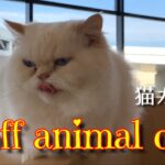 【Moff animal cafe グランベリーパーク店】猫カフェ初体験｜癒し(東京都町田市)