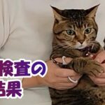 血液検査の結果・・【２本足の癒し猫 あいちゃん】No.500