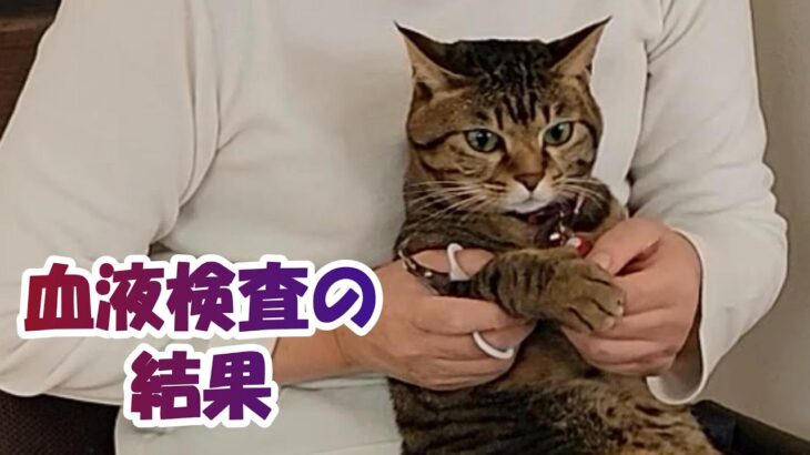 血液検査の結果・・【２本足の癒し猫 あいちゃん】No.500