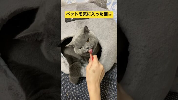 ベットを気に入った猫🐱#ブリティッシュショートヘア #ブリショー #britishshorthair #cutecat #かわいい #ねこ #猫 #癒し #cat