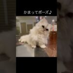 かまってポーズ♪ #猫動画 #癒し動画 #cat #shorts #猫のいる暮らし #catvideos #ほのぼの #猫 チンチラペルシャ