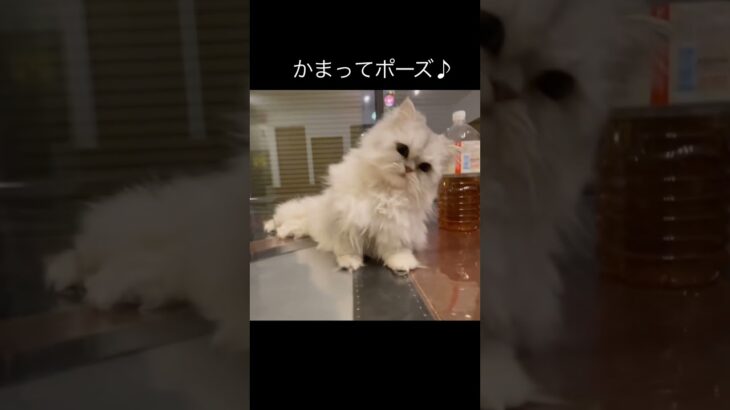 かまってポーズ♪ #猫動画 #癒し動画 #cat #shorts #猫のいる暮らし #catvideos #ほのぼの #猫 チンチラペルシャ