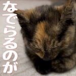 子猫の寝かし付けが簡単すぎた【癒し動画】#さび猫 #かわいい #保護猫 #kitten