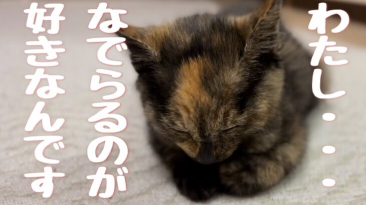 子猫の寝かし付けが簡単すぎた【癒し動画】#さび猫 #かわいい #保護猫 #kitten