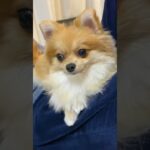 残業後の癒しをくれる猫似のポメラニアン #pomeranian #博美犬 #포메라니안 #子犬