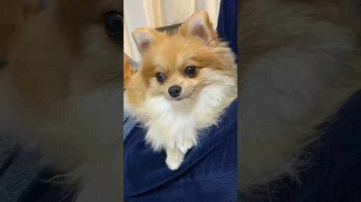 残業後の癒しをくれる猫似のポメラニアン #pomeranian #博美犬 #포메라니안 #子犬