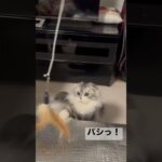 ダイソーのおもちゃで楽しむ猫　#shorts #猫 #癒し