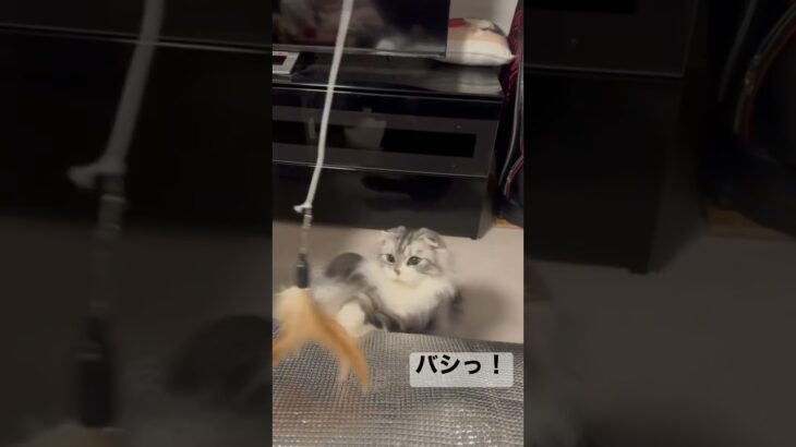 ダイソーのおもちゃで楽しむ猫　#shorts #猫 #癒し