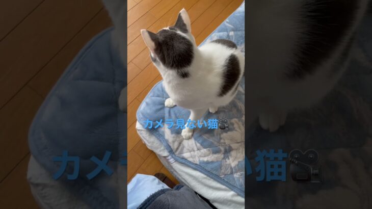 カメラ見ない猫 #shorts #ねこのいる生活 #かわいい猫 #ねこ #いやし #かわいい #おもしろ