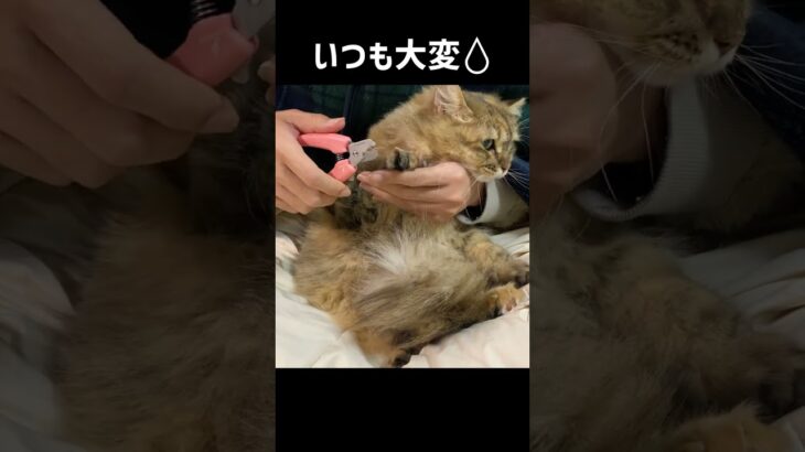 爪切りを嫌がる子猫＆母猫！【サイベリアン・多頭飼い】 #shorts