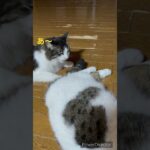 むぎ先輩の尻尾がなにやら匂って！？#shorts #cat #ねこ #猫 #おもしろ #アフレコ #kitten