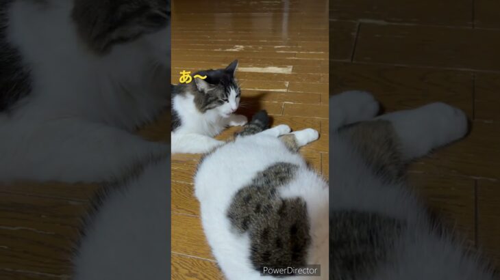 むぎ先輩の尻尾がなにやら匂って！？#shorts #cat #ねこ #猫 #おもしろ #アフレコ #kitten