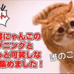 【猫ハプニング】お転婆すぎる猫さんのおもしろ動画を集めました！【猫癒し】