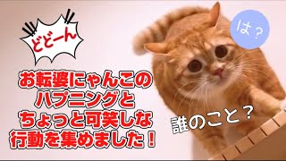 【猫ハプニング】お転婆すぎる猫さんのおもしろ動画を集めました！【猫癒し】