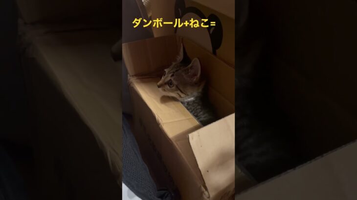 ダンボールから射出されるキジトラ子猫