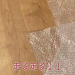 (子猫に)プチプチを渡したらどんな反応をするのか試してみた🐈🐈💡