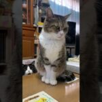 我が家の癒し・猫ちゃん‼︎