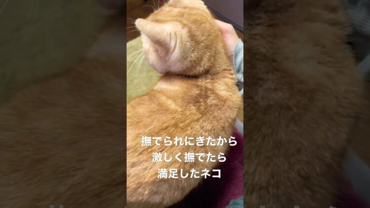 【ネコとの絡み】激しめになでる。#ネコ#猫#アメショ#癒し#なでる