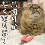 爪切りを怖がる猫たち。控えめな抵抗がかわいい！【サイベリアン・多頭飼い】