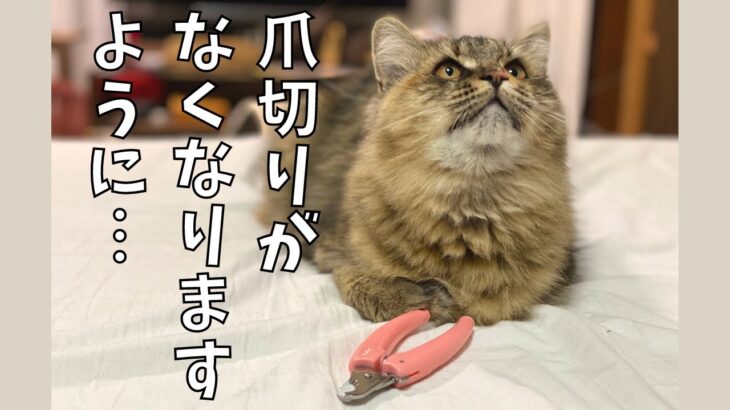 爪切りを怖がる猫たち。控えめな抵抗がかわいい！【サイベリアン・多頭飼い】