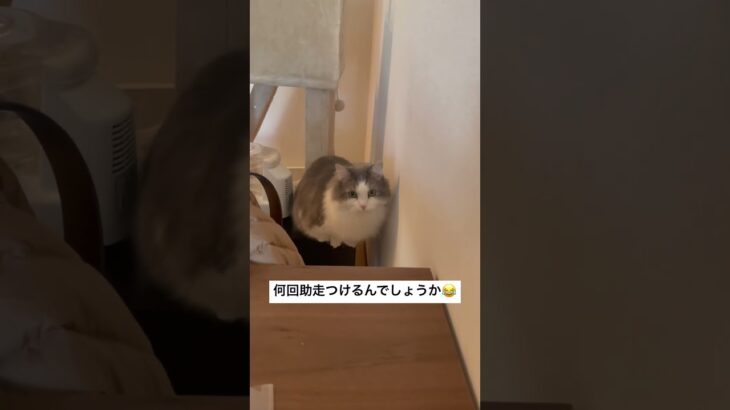 運動神経ない芸人の猫