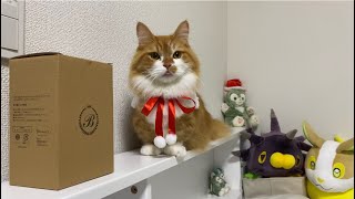 猫がクリスマスの飾りを見たあとハプニングにあいました