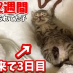 池に捨てられていたノミだらけの子猫を連れて帰ってきたら大物になりそうな予感がします