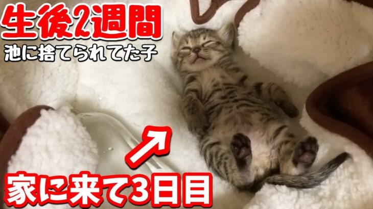 池に捨てられていたノミだらけの子猫を連れて帰ってきたら大物になりそうな予感がします