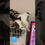 子猫動画　マンチカンのラピちゃんとブリティッシュのあおくん　あの鐘🔔を鳴らすのはあなた