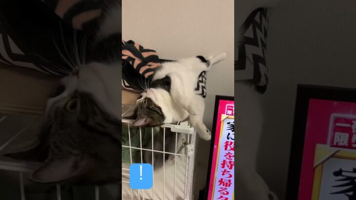 子猫動画　マンチカンのラピちゃんとブリティッシュのあおくん　あの鐘🔔を鳴らすのはあなた