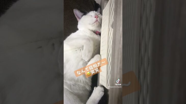 猫寝相悪い　ガジュマル　癒し猫　寝る猫　おやすみなさい