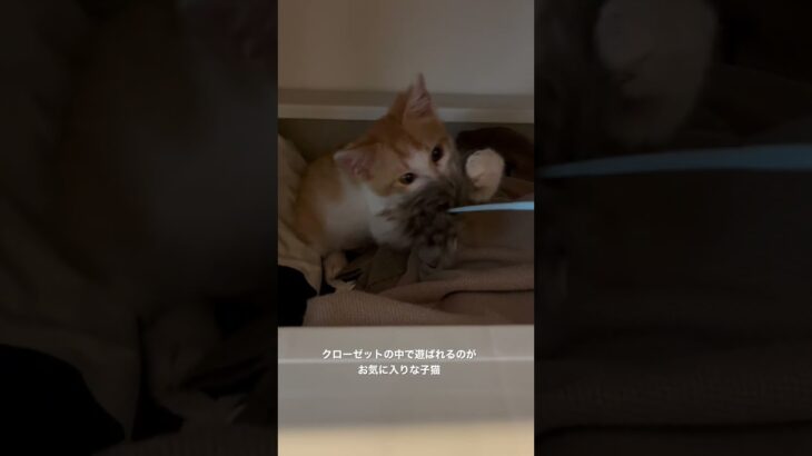 子猫ちゃんがお家にきました😽#子猫 #ねこ #ねこのいる生活