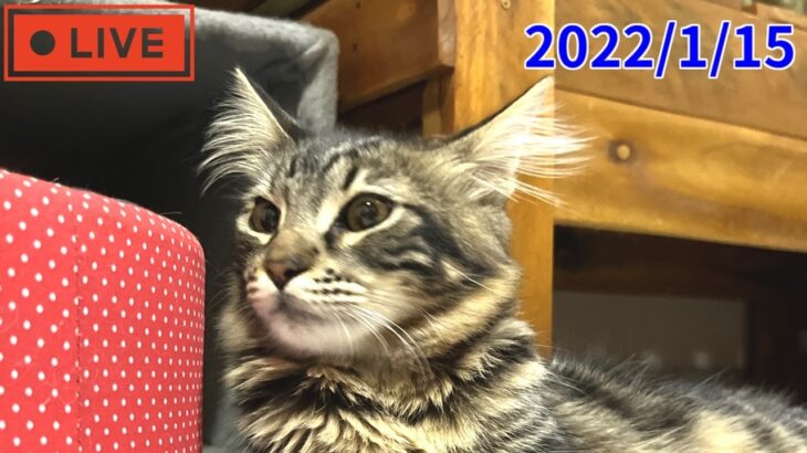 【新しく保護した子猫2匹も登場】南米の猫達と生配信！2次会ライブ😸2023/1/15(日）LIVE