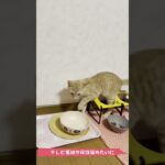 子猫がただただ遊ぶだけの動画　その3