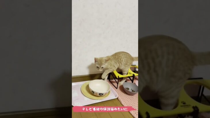 子猫がただただ遊ぶだけの動画　その3