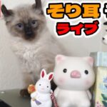 【生ライブ】5成猫＋オオヤマネコのそり耳子猫ライブ配信😸5 Cats & 4 Lynx Kittens Live Stream✨5 gatos en vivo✨고양이 5마리 라이브 스트리밍