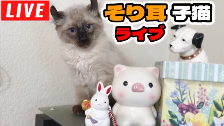 【生ライブ】5成猫＋オオヤマネコのそり耳子猫ライブ配信😸5 Cats & 4 Lynx Kittens Live Stream✨5 gatos en vivo✨고양이 5마리 라이브 스트리밍