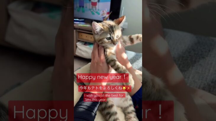 Happy new year🌅🐱✨ #子猫 #kitten #shorts #cat #猫 #ねこ #Happy new year