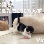 【Vlog】ママの部屋で過ごす３匹の子猫｜甘えたすぎる先輩猫